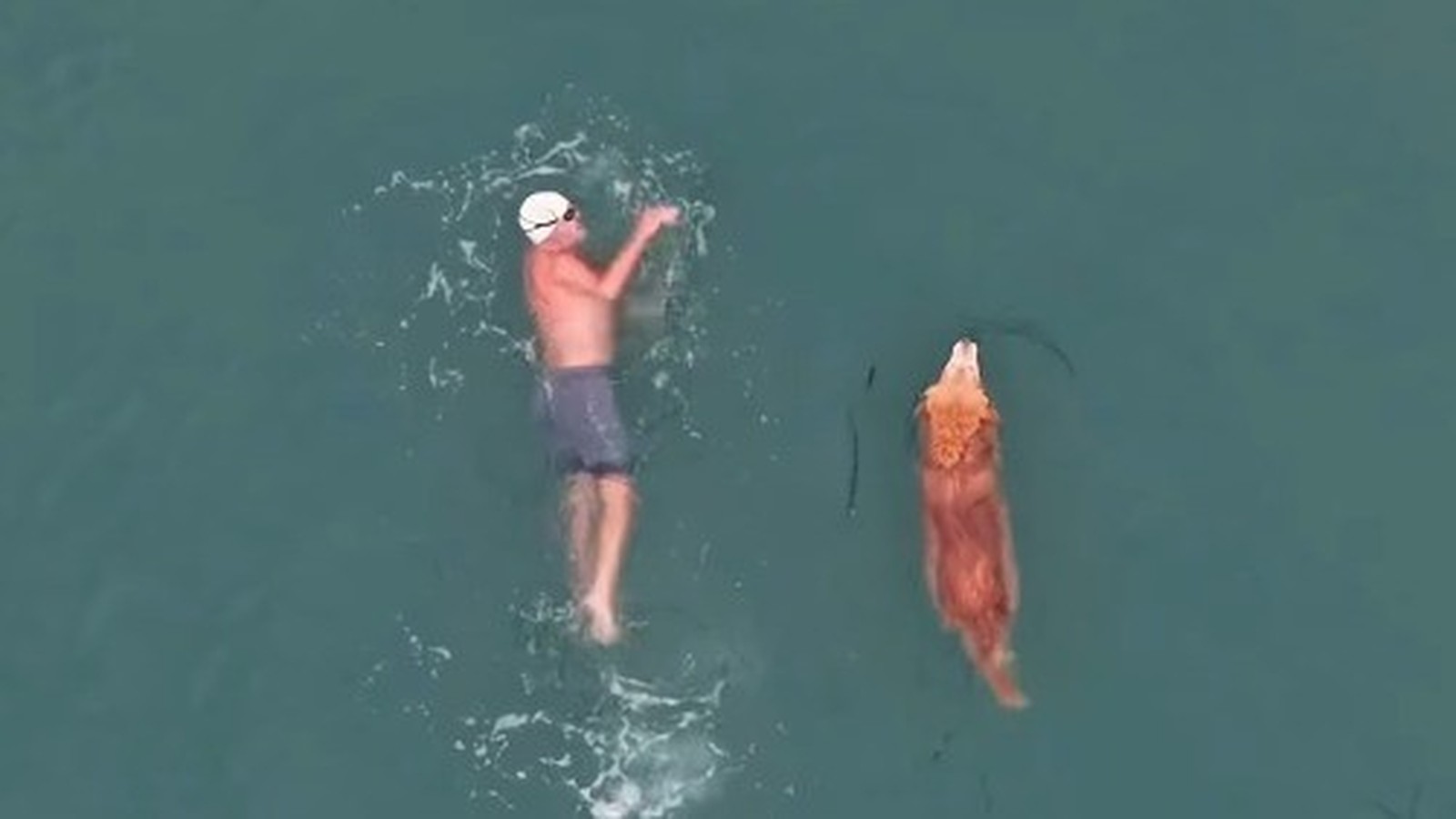 Homem de touca branca e cachorro nadam juntos em água azul-esverdeada vista de cima