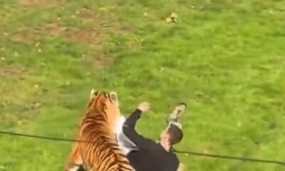 Homem de camiseta preta sendo atacado por tigre listrado em área gramada