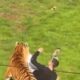 Homem de camiseta preta sendo atacado por tigre listrado em área gramada