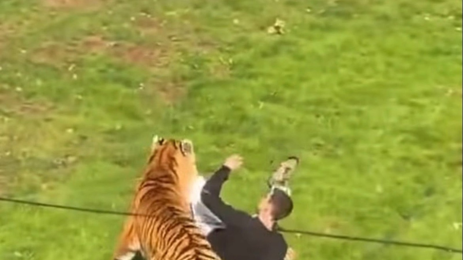 Homem de camiseta preta sendo atacado por tigre listrado em área gramada