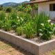 Um jardim filtrante de cerca de 10 m² pode tratar a água cinza de uma família de cinco pessoas