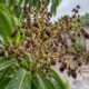 Chuva durante a florada favorece a antracnose, que pode queimar flores e comprometer a safra