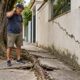 Raízes de árvore da calçada podem rachar o muro, mas o morador não pode cortá-la por conta própria