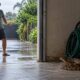 Garagens fechadas e cheias de tralha oferecem à jararaca o abrigo quente, escuro e úmido que ela procura depois da chuva