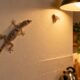 A lagartixa-de-parede caça insetos, aranhas e outros bichinhos dentro de casa durante a noite