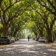 A Rua Gonçalo de Carvalho, em Porto Alegre, tem copas de tipuanas que se encontram e formam um túnel verde sobre os paralelepípedos