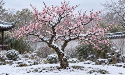 A flor da ameixeira no inverno inspira o provérbio chinês sobre perseverar nos tempos difíceis