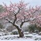 A flor da ameixeira no inverno inspira o provérbio chinês sobre perseverar nos tempos difíceis