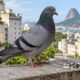 Fezes secas acumuladas de pombos podem liberar partículas contaminadas quando são varridas