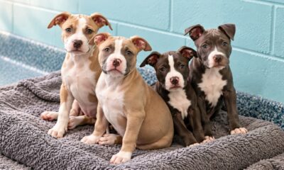 Quatro filhotes de pitbull, dois de pelagem clara e dois de pelagem escura, sentados lado a lado sobre uma cama cinza em um abrigo de animais com paredes azul-claras. - Imagem ilustrativa criada por inteligência artificial