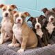Quatro filhotes de pitbull, dois de pelagem clara e dois de pelagem escura, sentados lado a lado sobre uma cama cinza em um abrigo de animais com paredes azul-claras. - Imagem ilustrativa criada por inteligência artificial