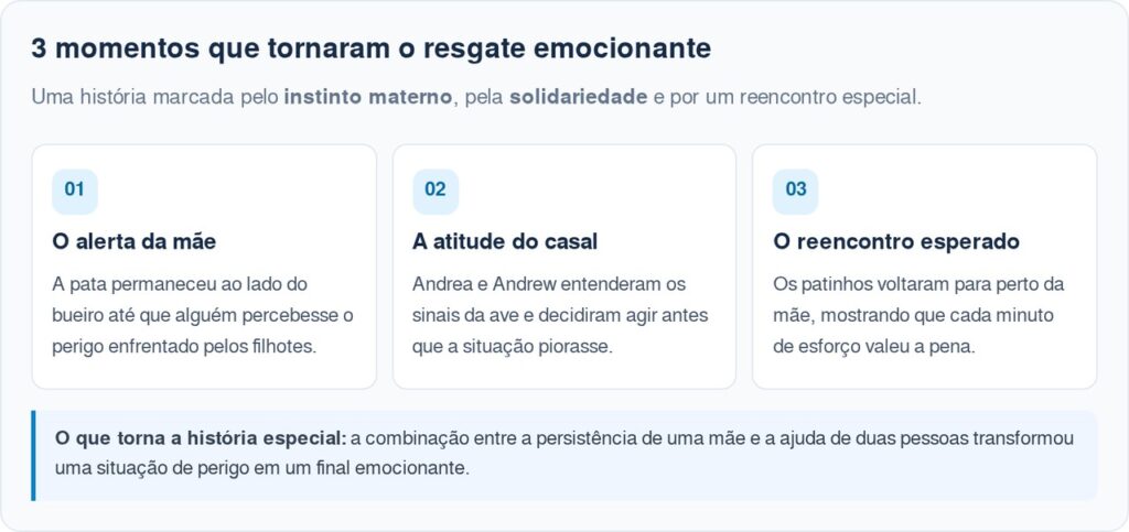 Equipes de resgate seguem o comportamento estranho de uma pata e descobrem filhotes presos em um bueiro