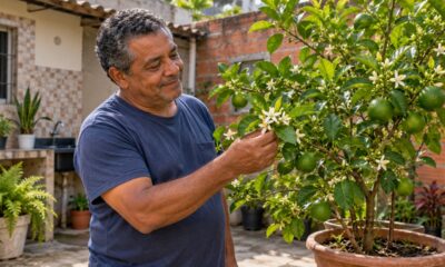 O limão-taiti floresce o ano todo, e a principal florada acontece em setembro, segundo a Embrapa