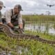 O USGS soltou nos Everglades uma píton birmanesa de 4,8 metros e 67 quilos com transmissor de rádio para localizar outras cobras