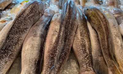 Imagem de vários peixes