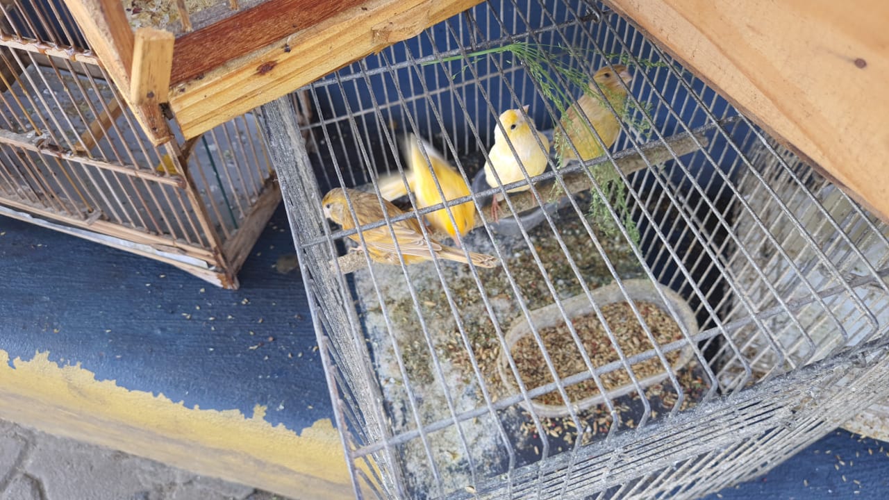 Guarda Municipal de Magé apreende pássaros em feira de Piabetá