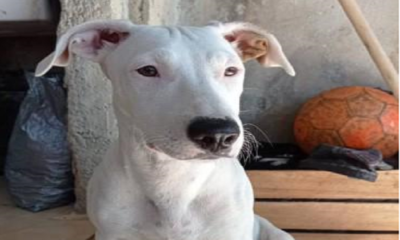 OAB pede afastamento de policial acusado de matar chachorro na Zona Norte