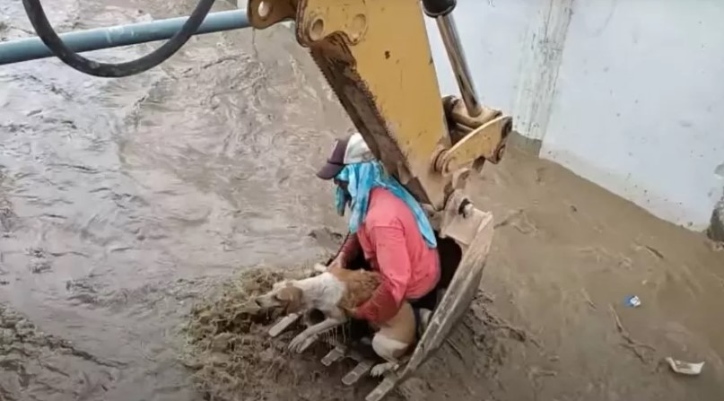 Cachorro é resgatado por escavadeira no Equador