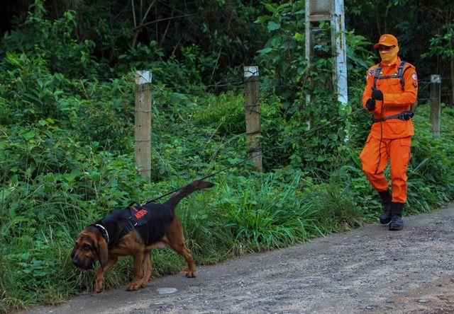 cão do Corpo de Bombeiros em ação de resgate