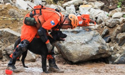 cão do Corpo de Bombeiros em ação de resgate