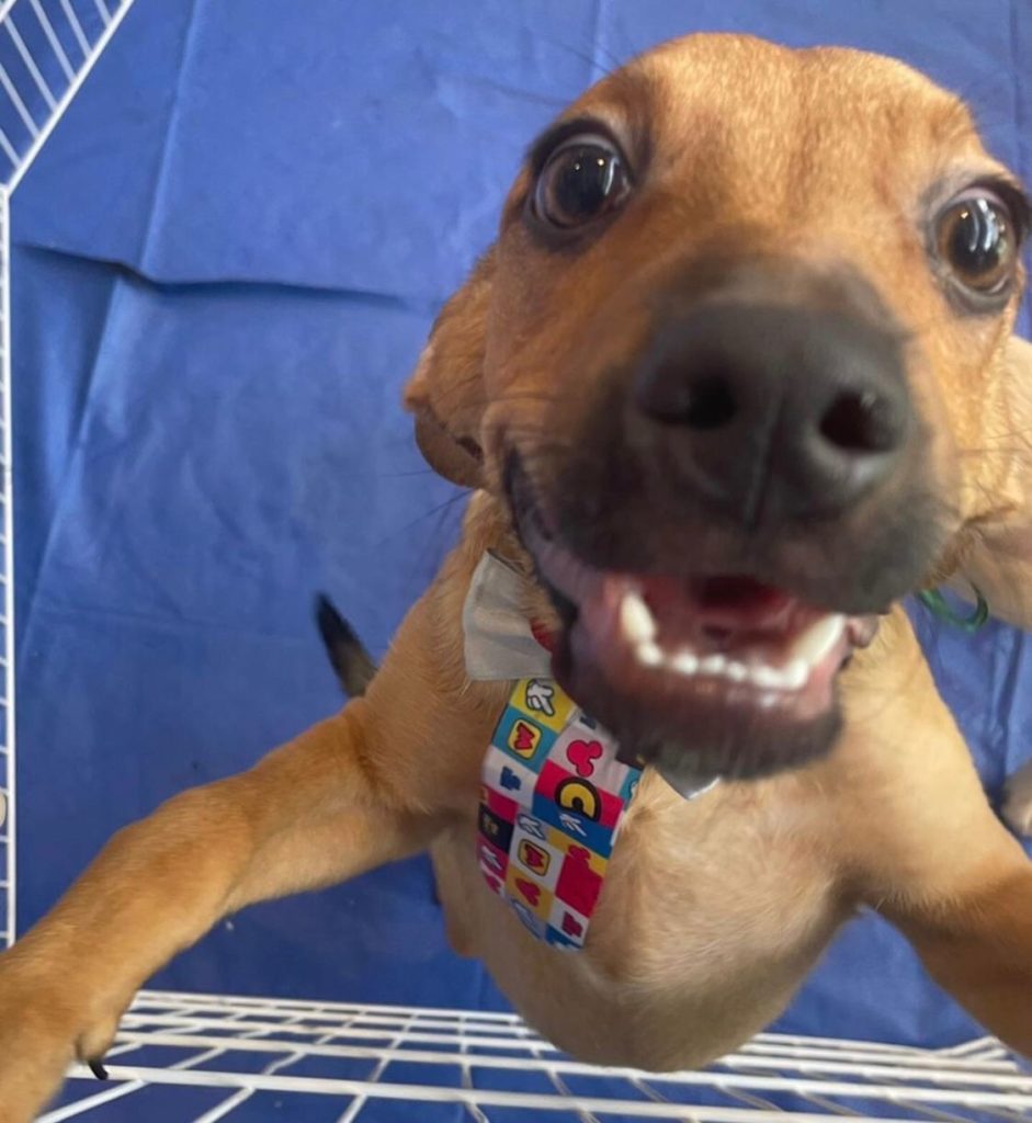 Imagem de um dos cachorros para adoção