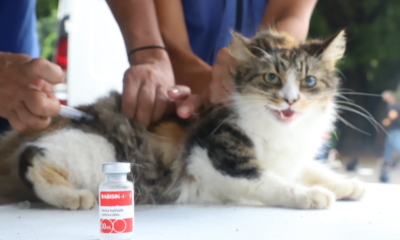 Dia Mundial dos Animais