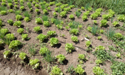 Plantação de Alface