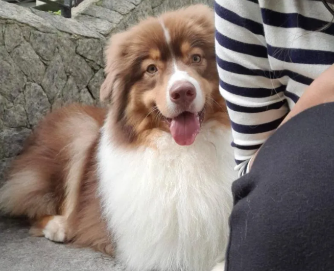 Criminosos roubam carro e levam cachorro junto na Zona Sul do Rio