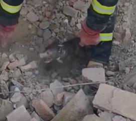 Cachorrinho é salvo em meio a escombros após bombardeio na Ucrânia