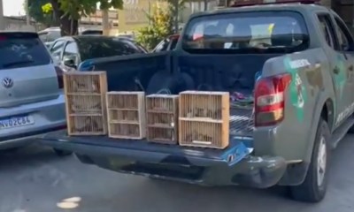 Polícia apreende animais silvestres em feira na Baixada Fluminense