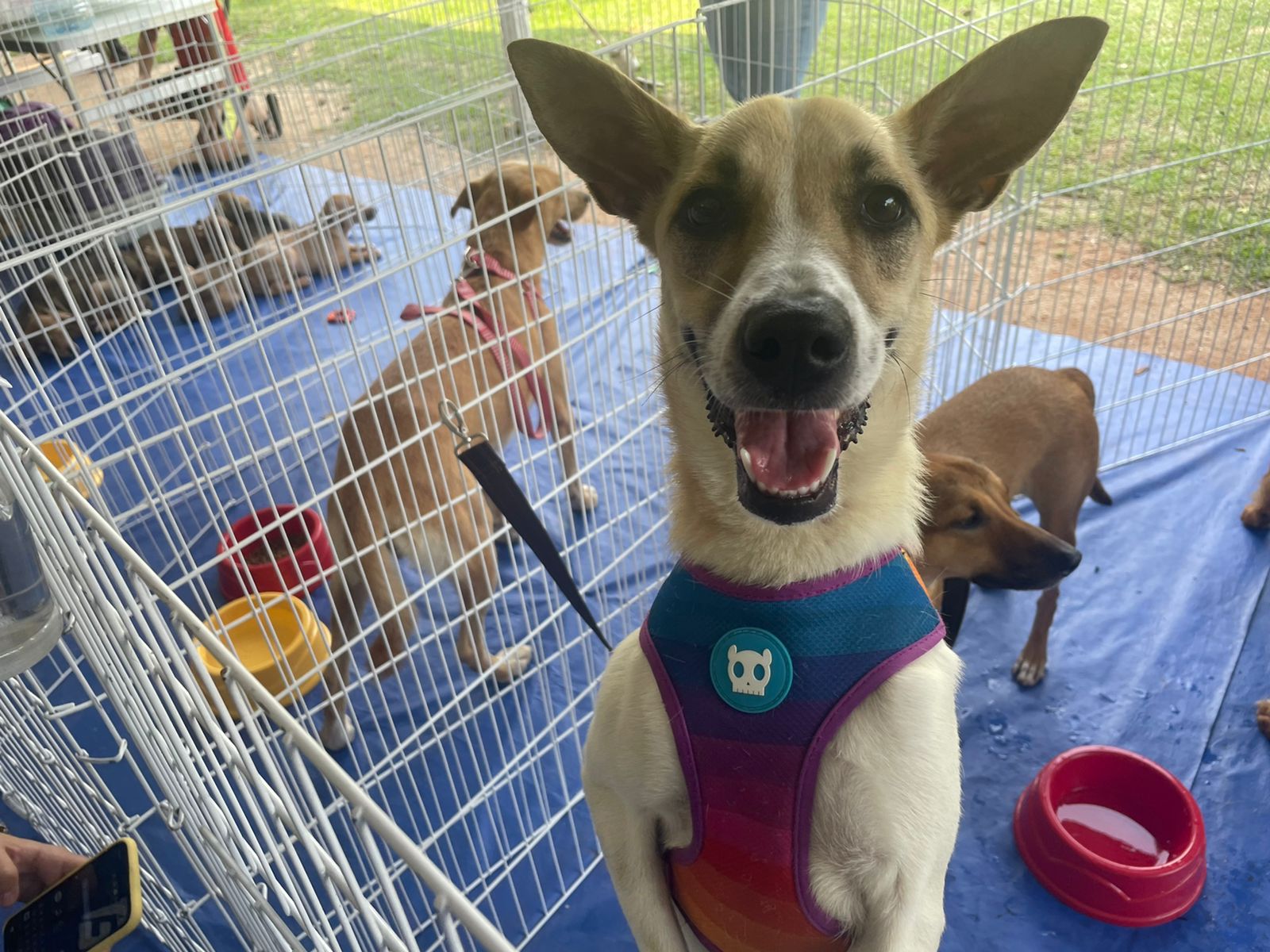 Imagens de cães para adoção