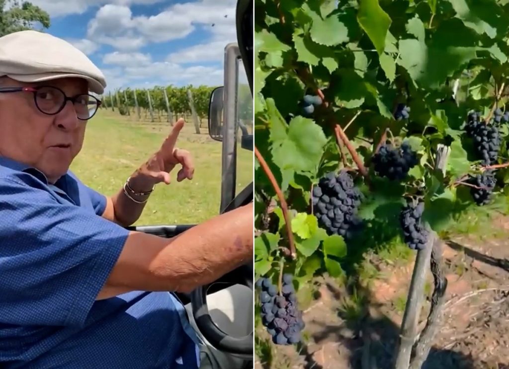 Galvão Bueno mostrando sua vinícola no Sul