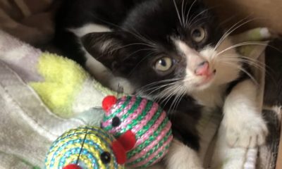 Imagem do gato salvo no túnel