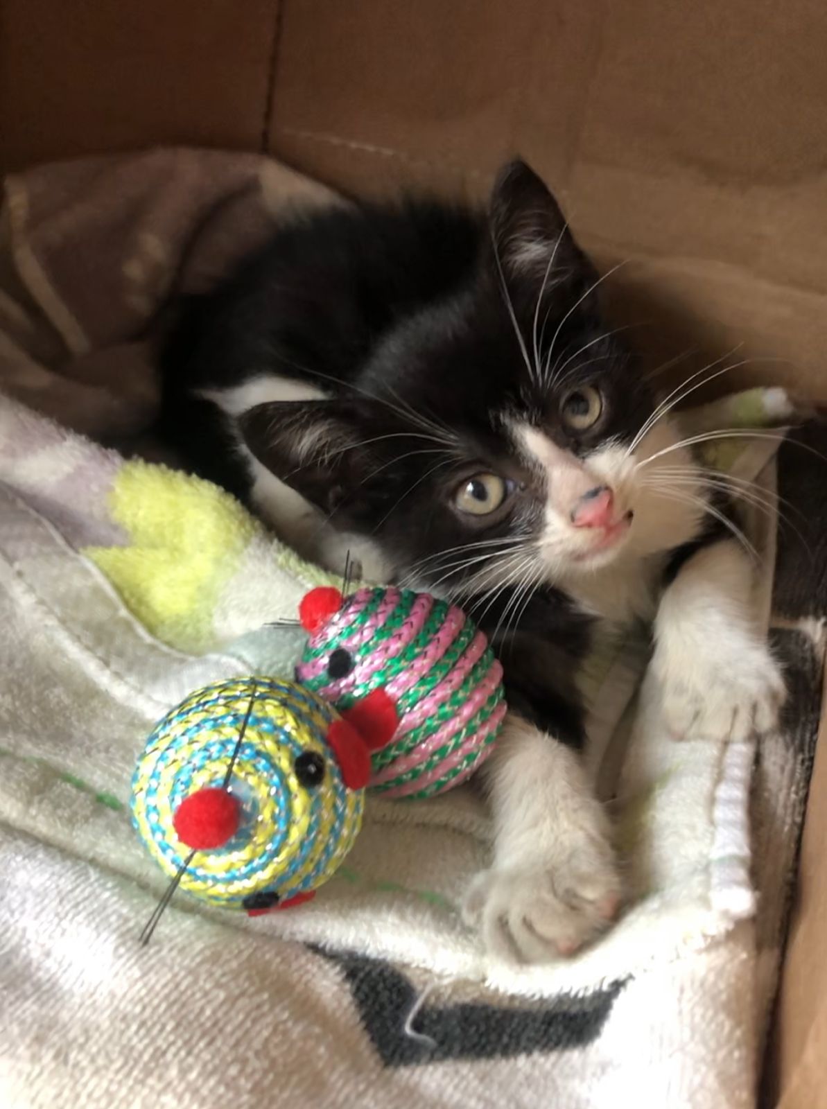 Imagem do gato salvo no túnel