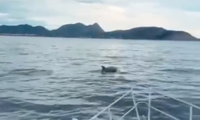 Golfinho próximo a embarcação