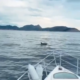 Golfinho próximo a embarcação