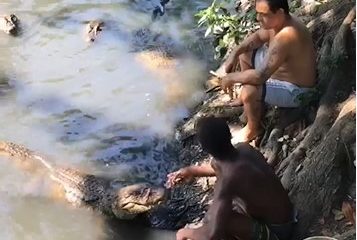 Moradores do Recreio dos Bandeirantes são flagrados alimentando jacarés