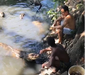 Moradores do Recreio dos Bandeirantes são flagrados alimentando jacarés 