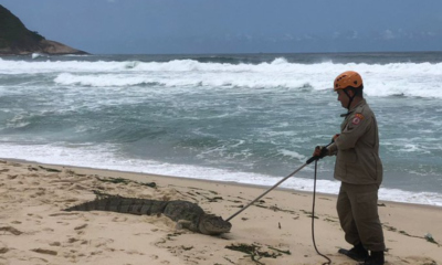 Jacaré na Praia da Macumba