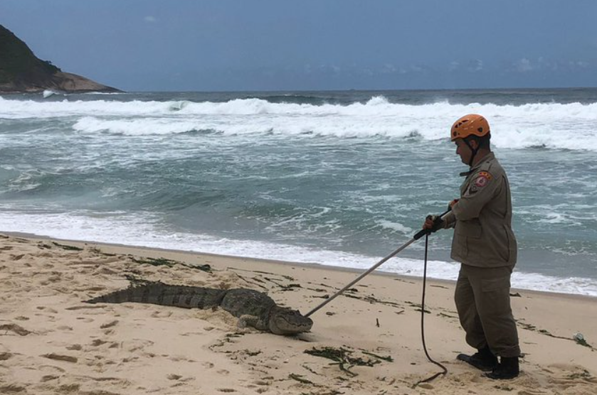 Jacaré na Praia da Macumba