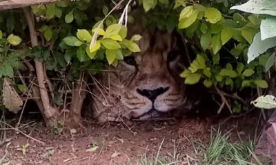 Leão embaixo de cerca viva no Quênia