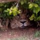 Leão embaixo de cerca viva no Quênia