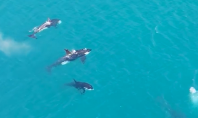 Orcas passeiam no litoral de Arraial do Cabo