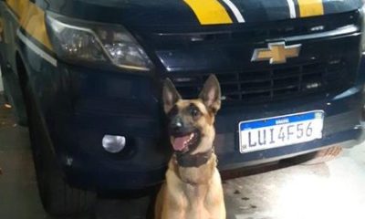 Cachorro da PRF com viatura ao fundo e drogas no capô