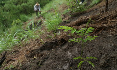Programa Florestas do Amanhã vai restaurar parte da Mata Atlântica