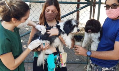Prefeitura inicia vacinação contra a raiva em cães e gatos na Ilha do Governador (Foto: Cyro Neves/ Divulgação: Super Rádio Tupi)