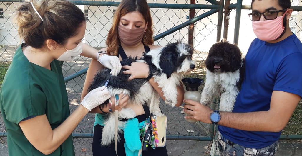 El Ayuntamiento inicia la vacunación antirrábica en perros y gatos en Ilha do Governador