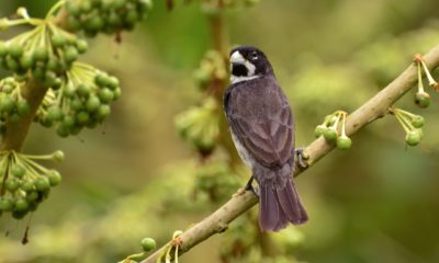 Inea liberta 500º pássaro resgatado no Parque Estadual do Desengano em 2021 (Foto: João Rafael Marins)