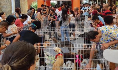 Imagem de uma feira de doação de animais