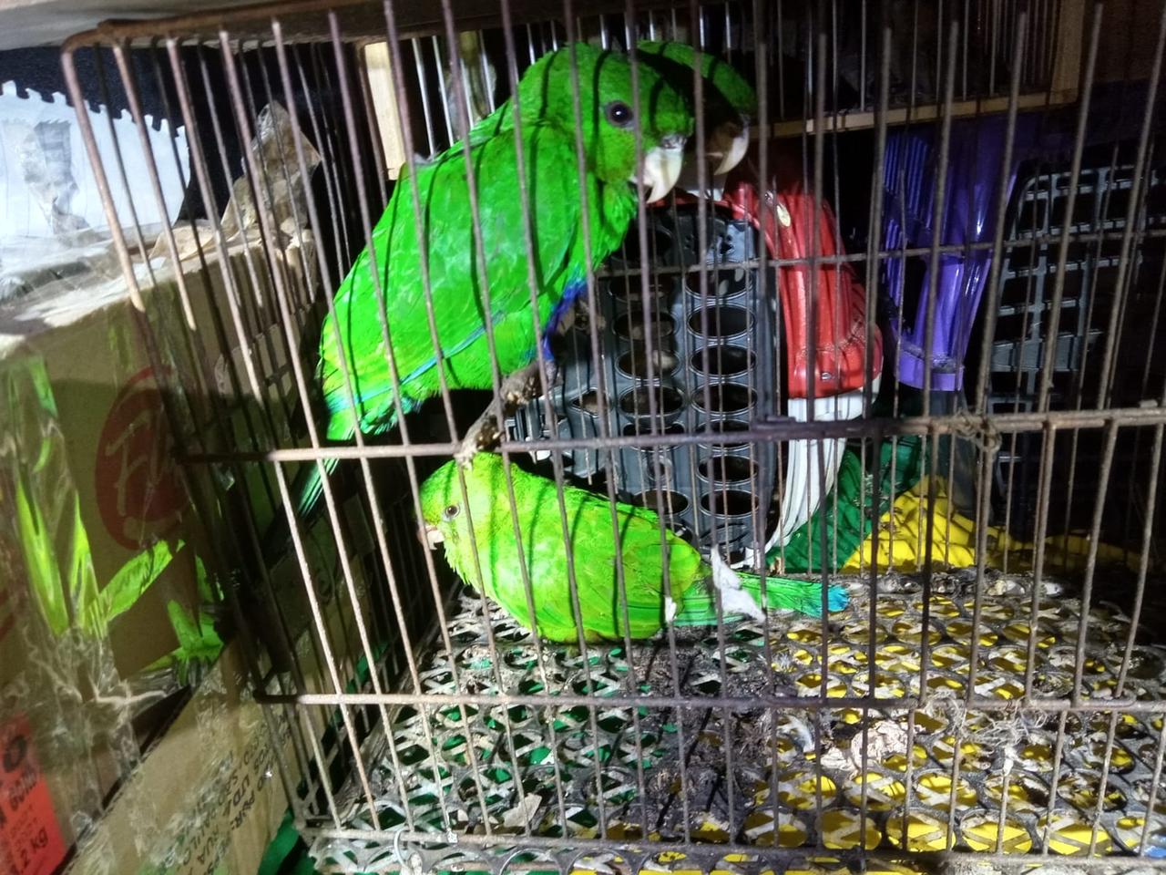 Na imagem, animais silvestres apreendidos em operação policial